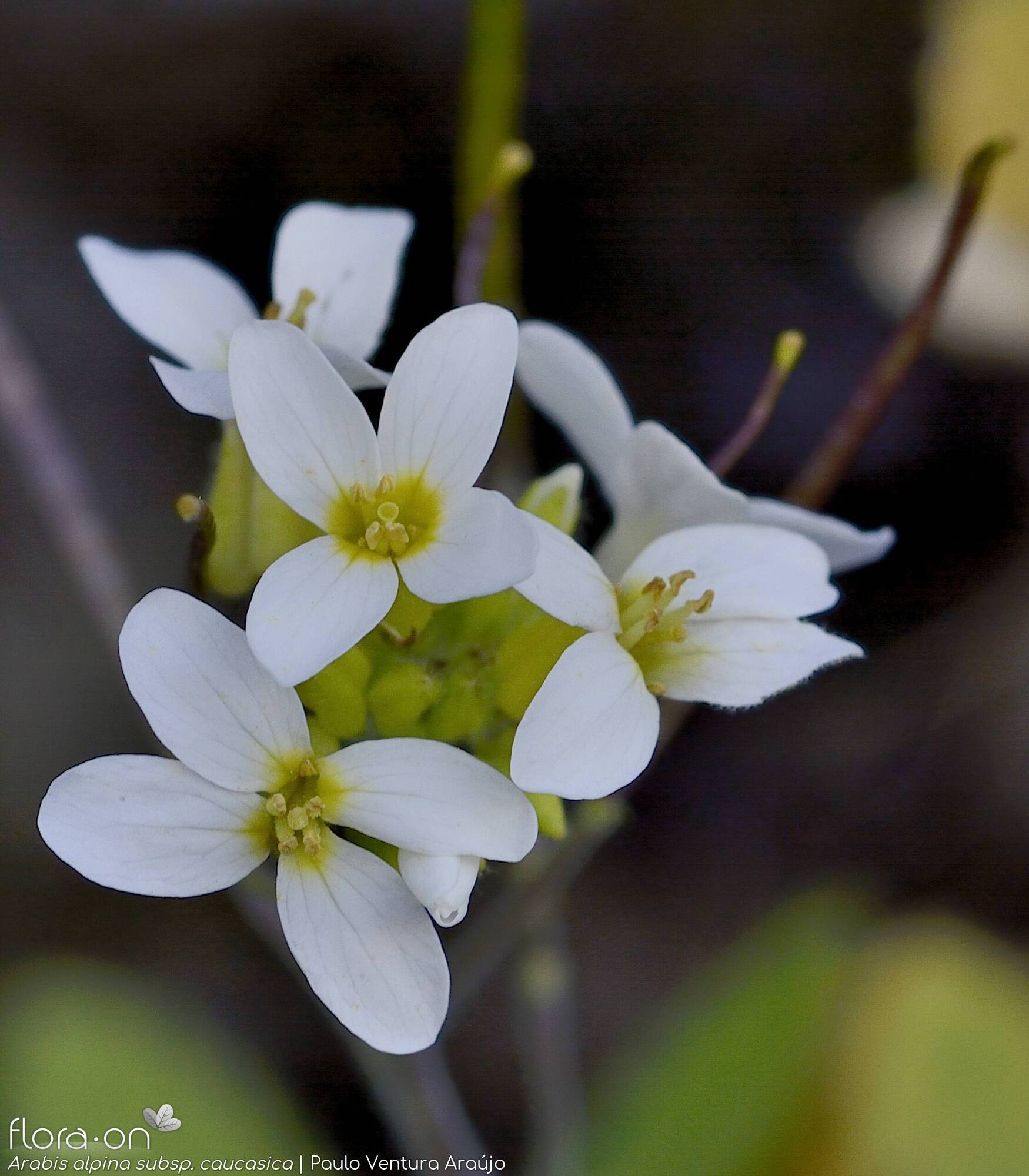 Arabis alpina caucasica - Flor (close-up) | Paulo Ventura Araújo; CC BY-NC 4.0