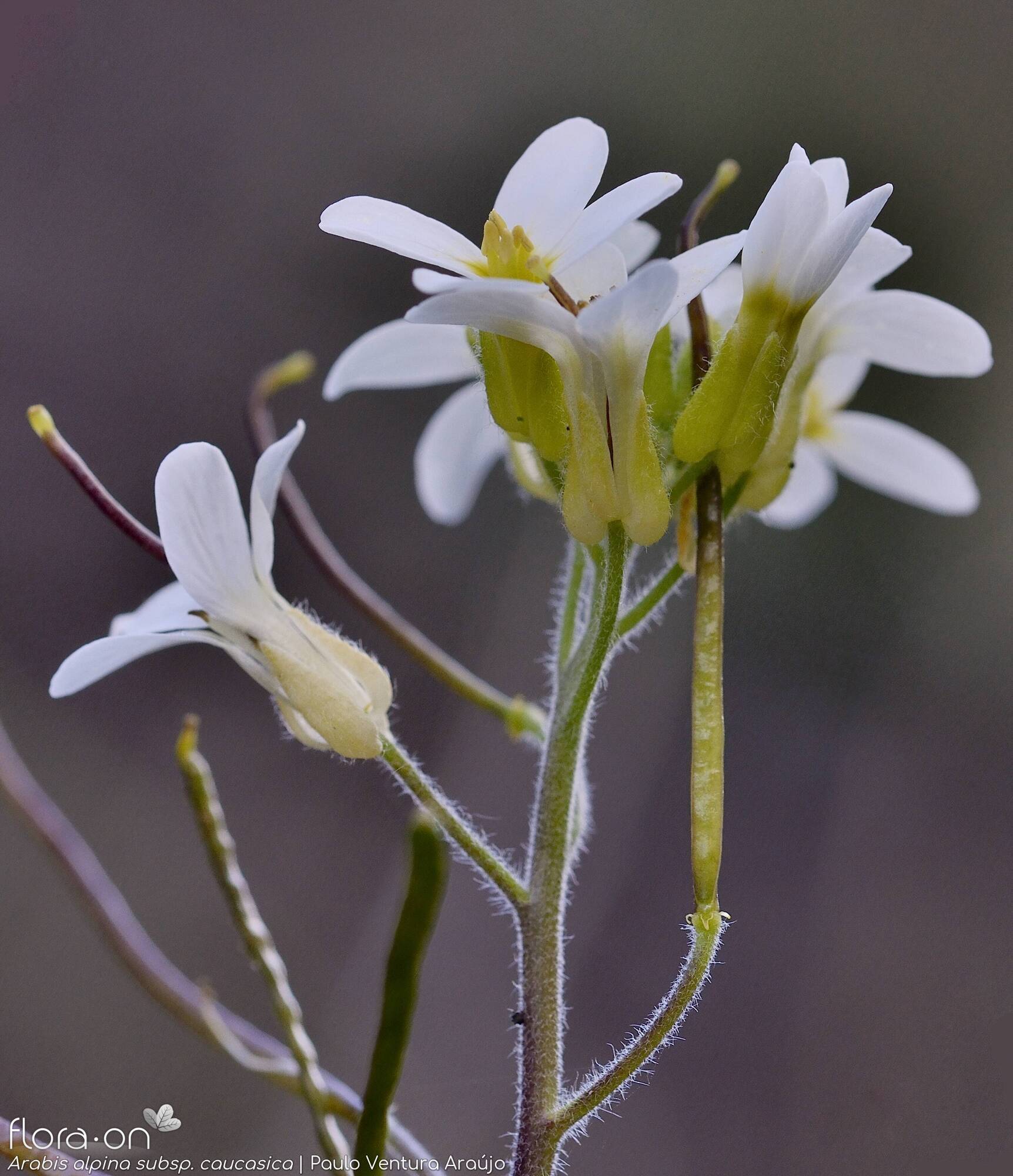 Arabis alpina caucasica - Flor (geral) | Paulo Ventura Araújo; CC BY-NC 4.0