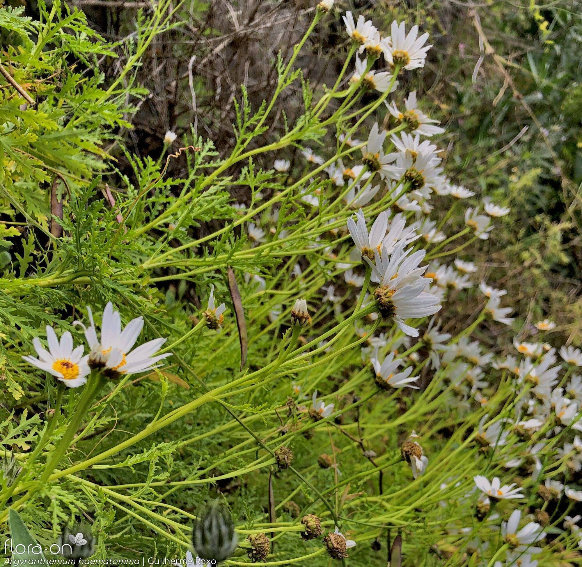 Argyranthemum haematomma - Hábito | Guilherme Roxo; CC BY-NC 4.0