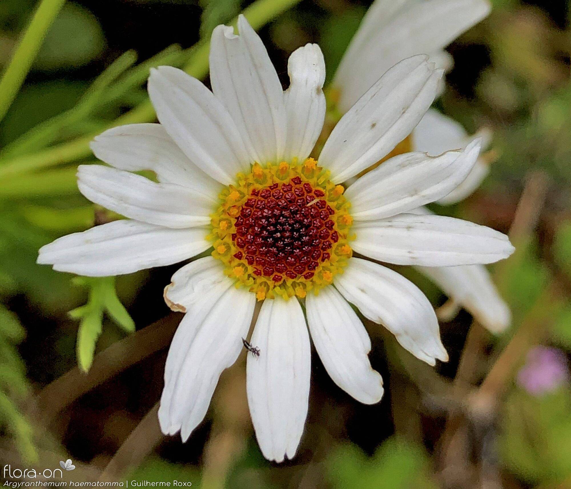 Argyranthemum haematomma - Capítulo | Guilherme Roxo; CC BY-NC 4.0