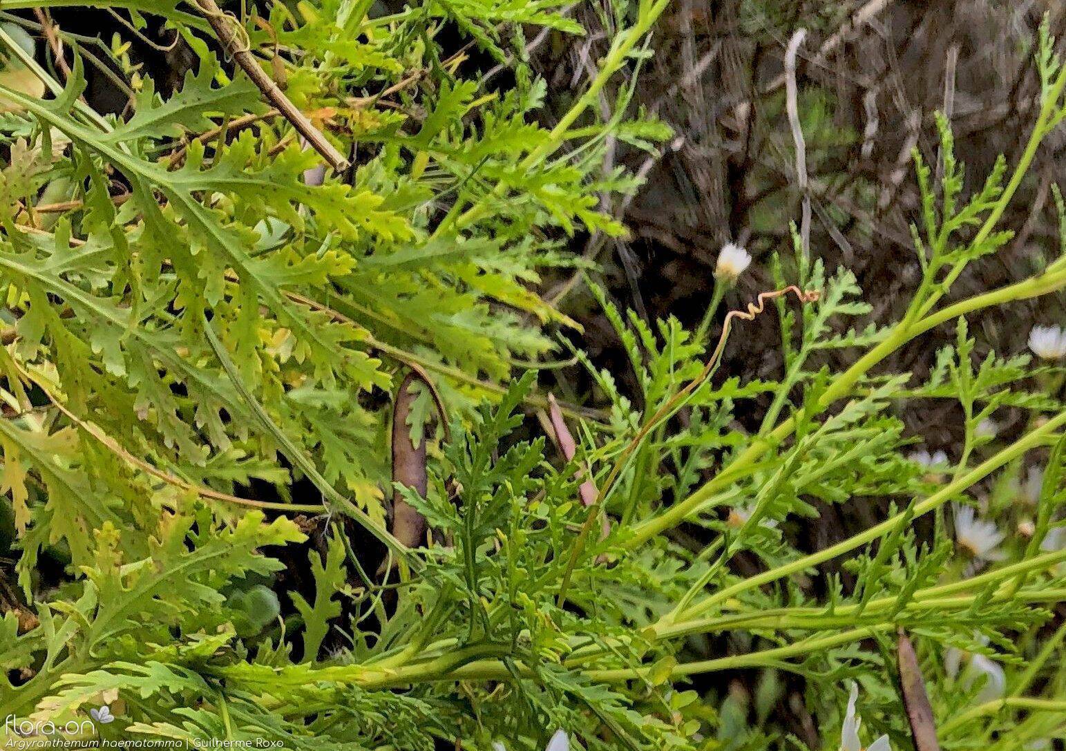 Argyranthemum haematomma - Folha (geral) | Guilherme Roxo; CC BY-NC 4.0