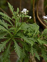 Argyranthemum pinnatifidum