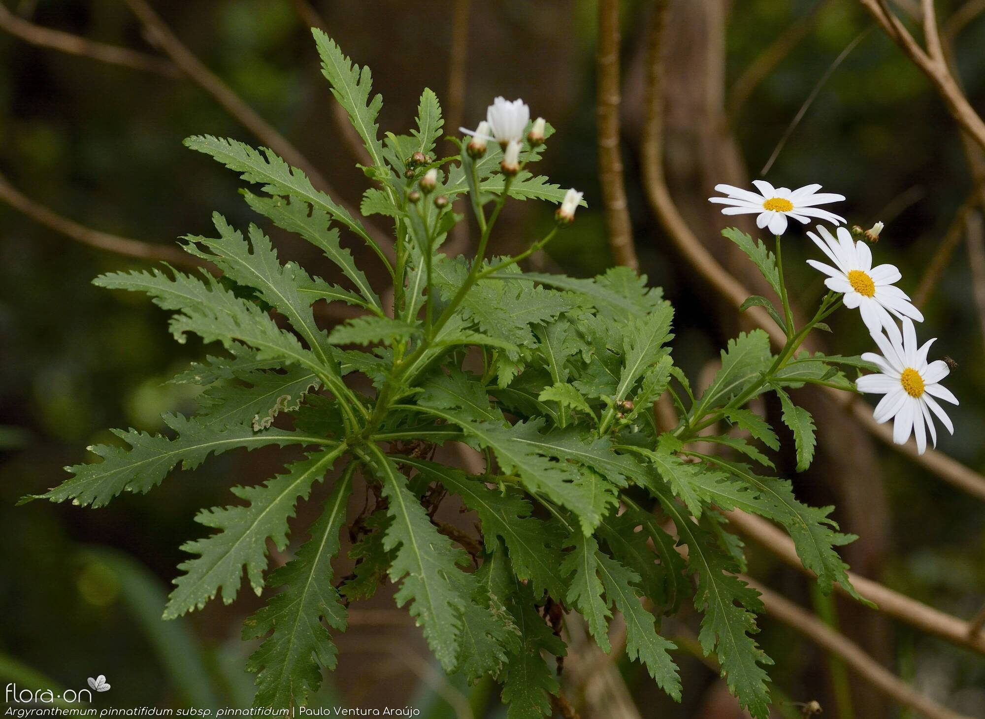 Argyranthemum pinnatifidum - Folha (geral) | Paulo Ventura Araújo; CC BY-NC 4.0