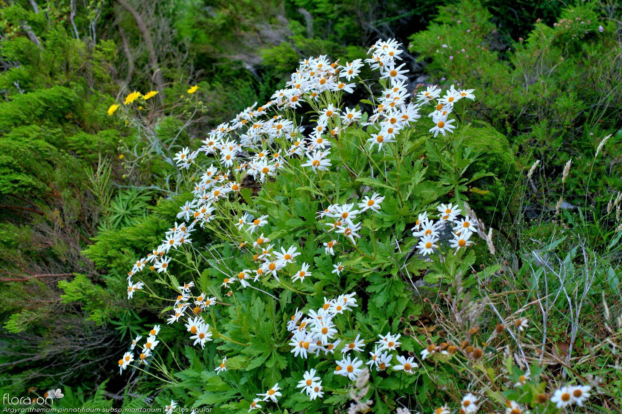 Argyranthemum pinnatifidum - Hábito | Carlos Aguiar; CC BY-NC 4.0