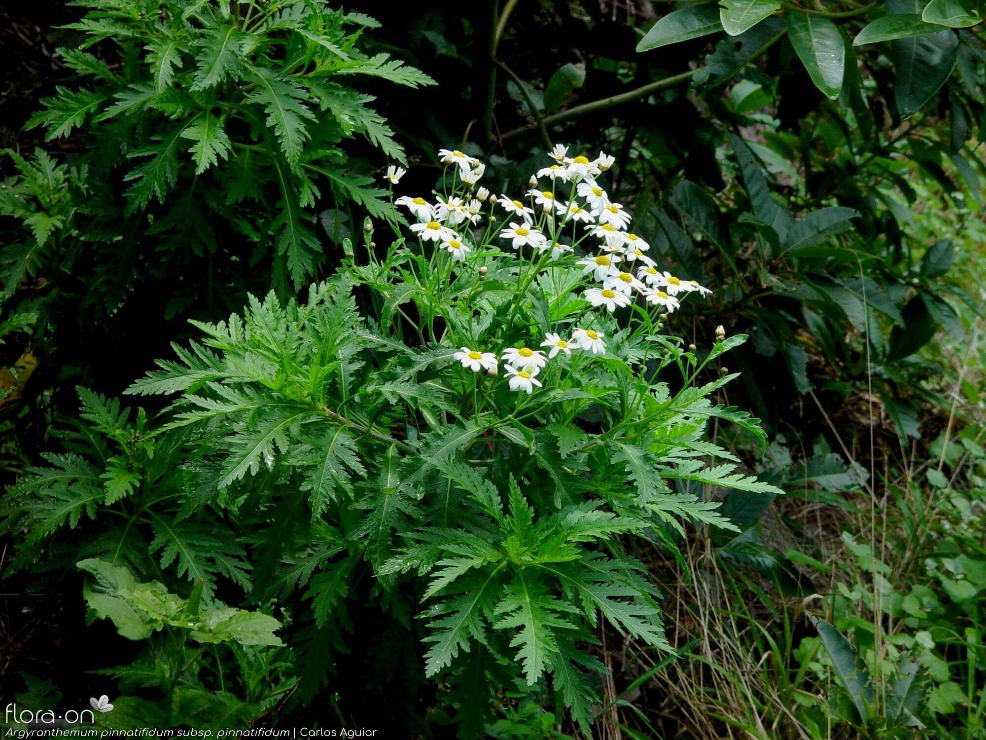 Argyranthemum pinnatifidum - Hábito | Carlos Aguiar; CC BY-NC 4.0