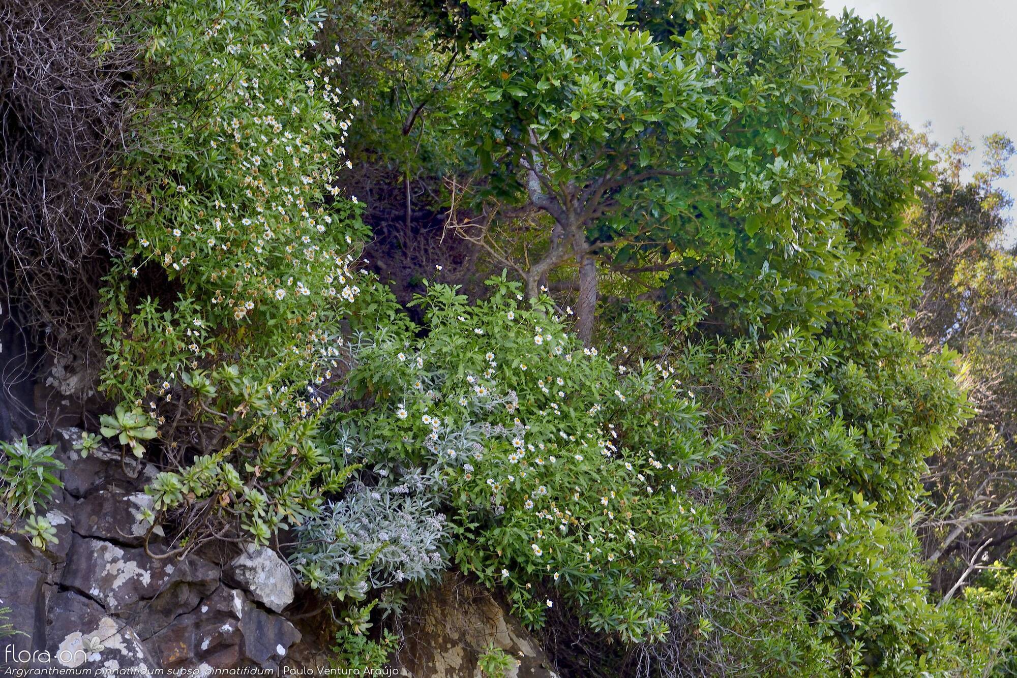 Argyranthemum pinnatifidum - Habitat | Paulo Ventura Araújo; CC BY-NC 4.0