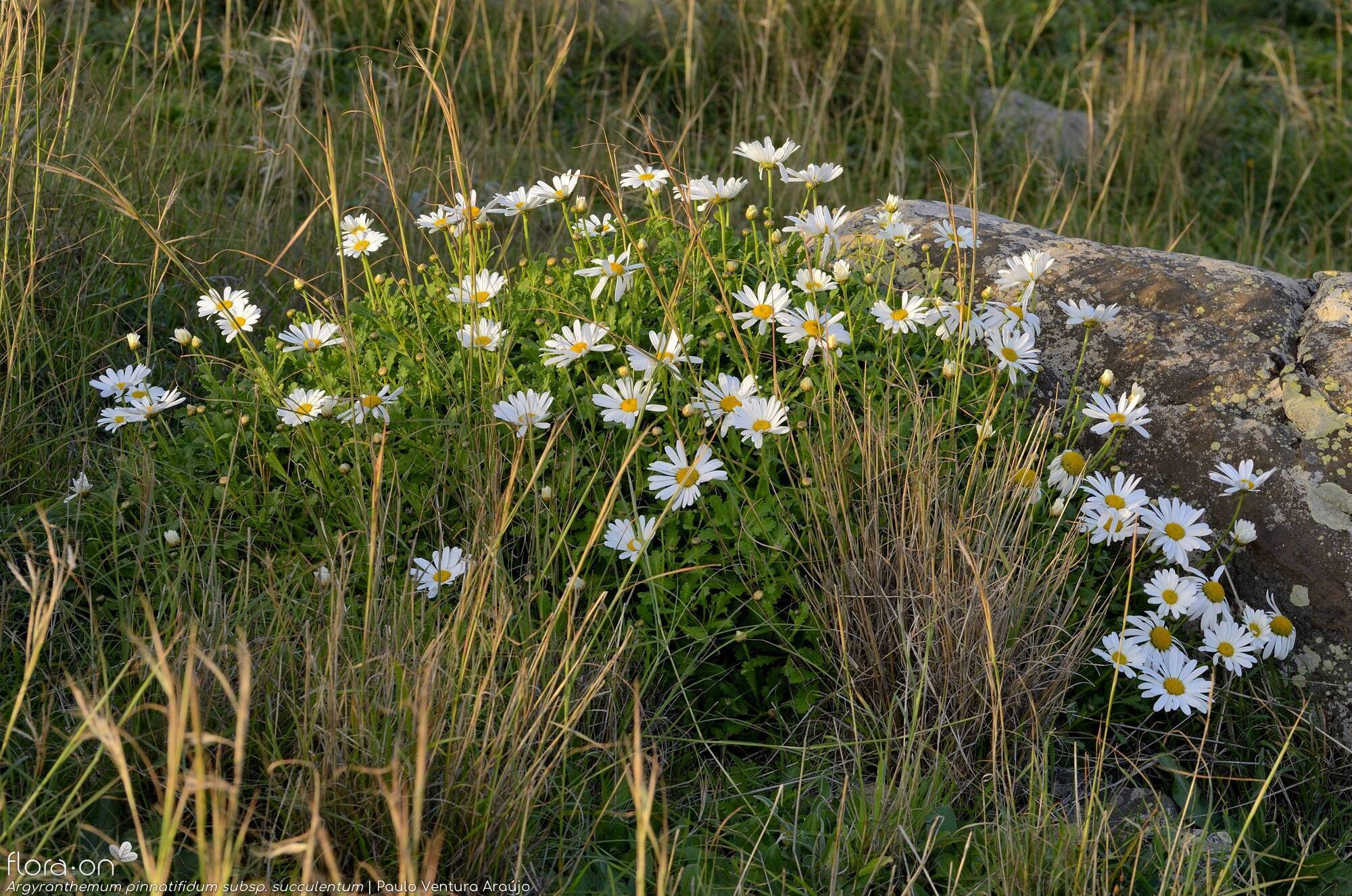 Argyranthemum pinnatifidum - Hábito | Paulo Ventura Araújo; CC BY-NC 4.0