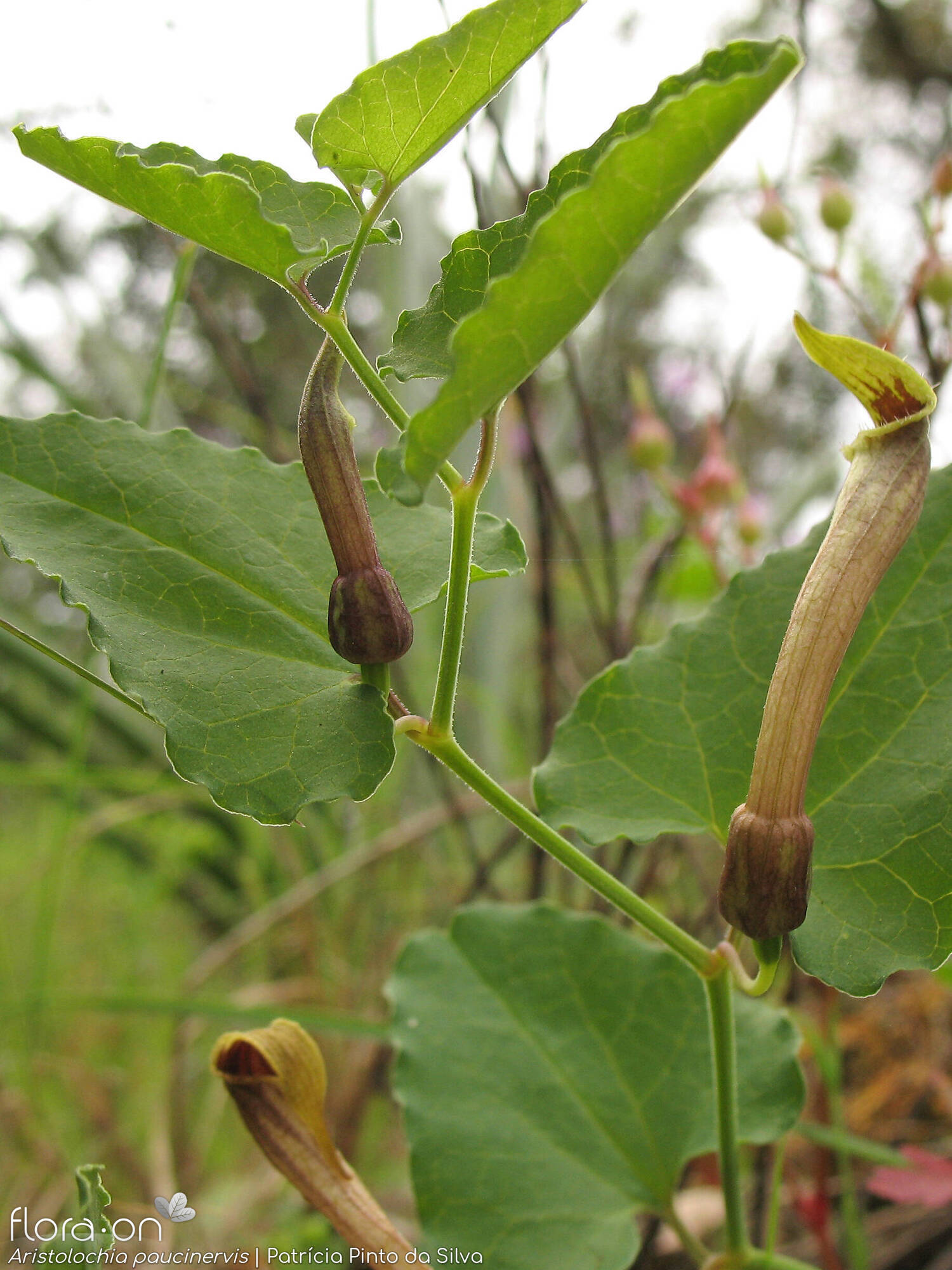 Aristolochia paucinervis - Flor (geral) | Patrícia Pinto da Silva; CC BY-NC 4.0