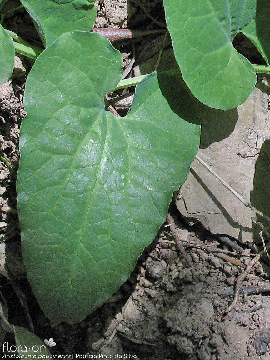 Aristolochia paucinervis - Folha | Patrícia Pinto da Silva; CC BY-NC 4.0