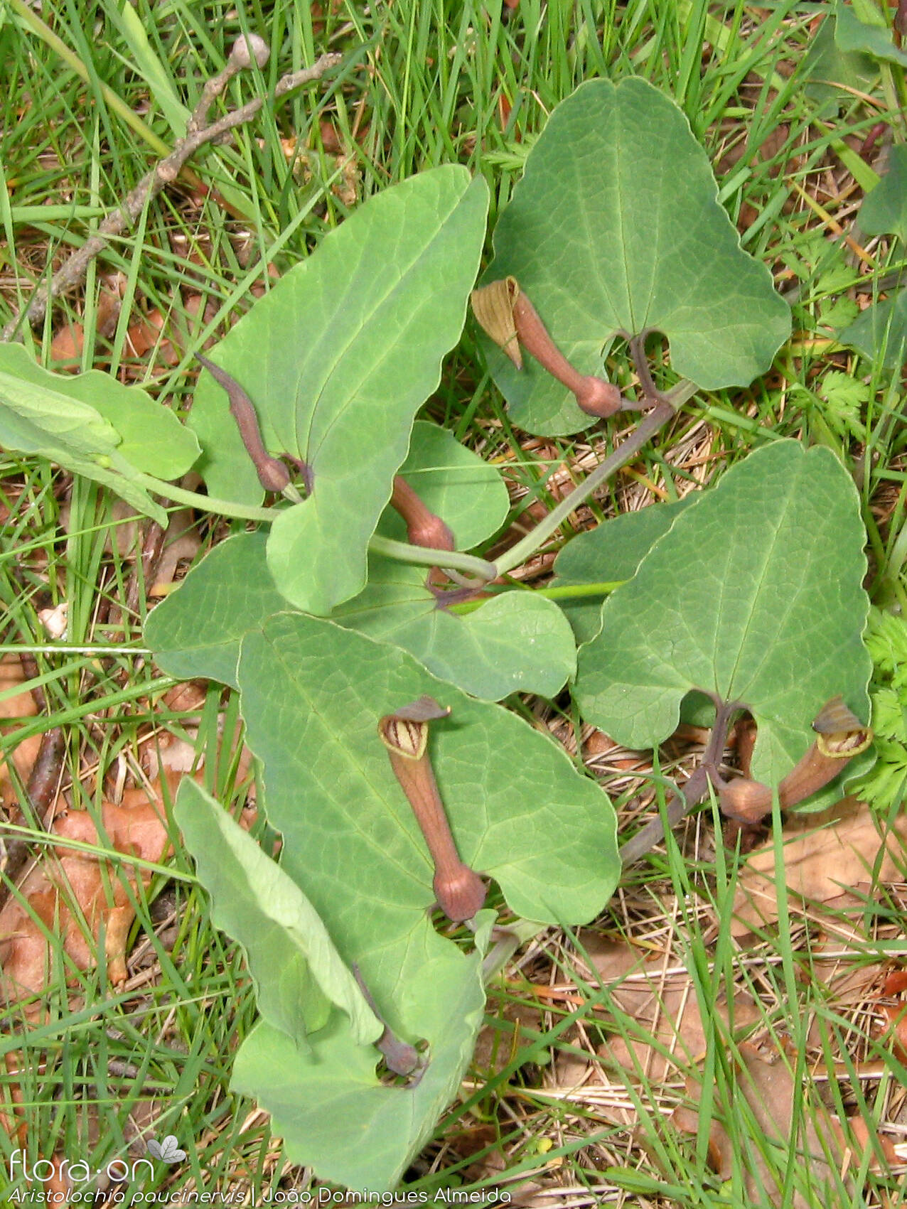 Aristolochia paucinervis - Hábito | João Domingues Almeida; CC BY-NC 4.0