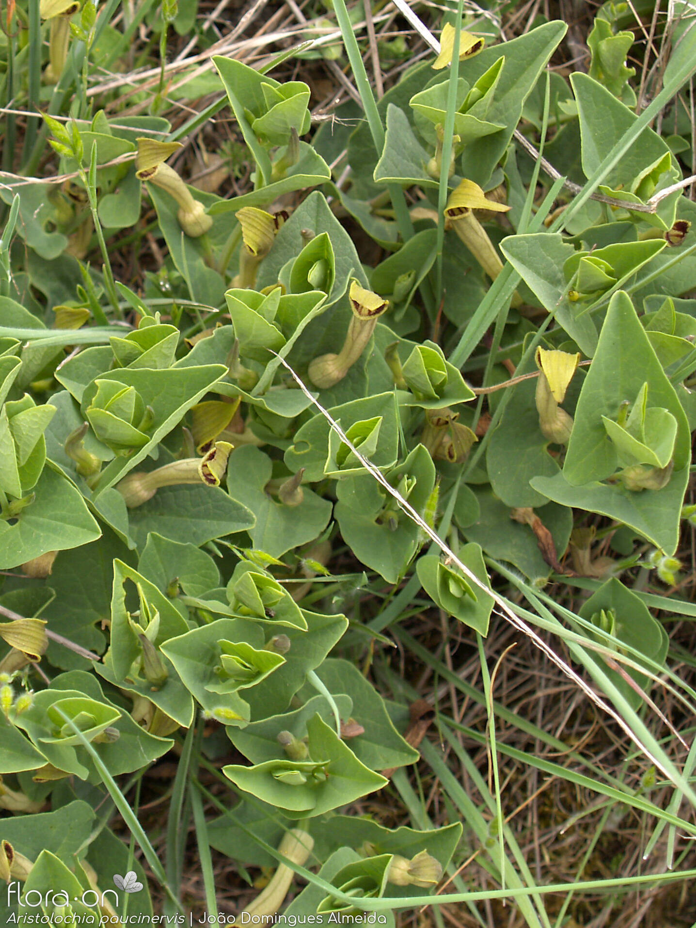 Aristolochia paucinervis - Hábito | João Domingues Almeida; CC BY-NC 4.0