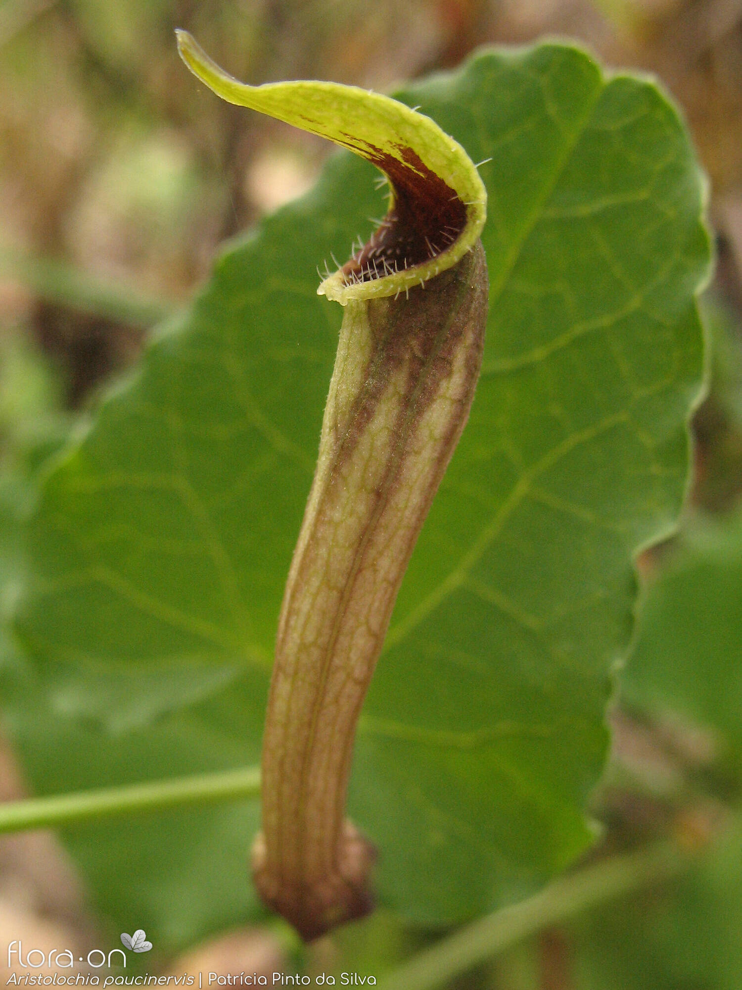 Aristolochia paucinervis - Flor (close-up) | Patrícia Pinto da Silva; CC BY-NC 4.0