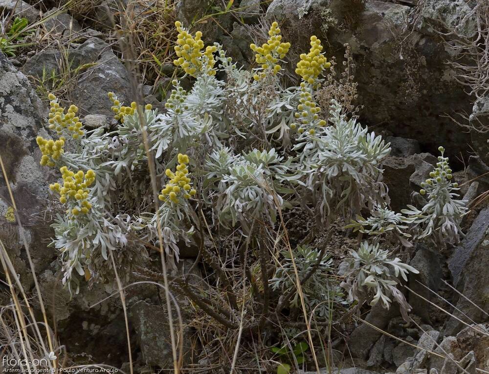 Artemisia argentea