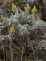 Artemisia argentea