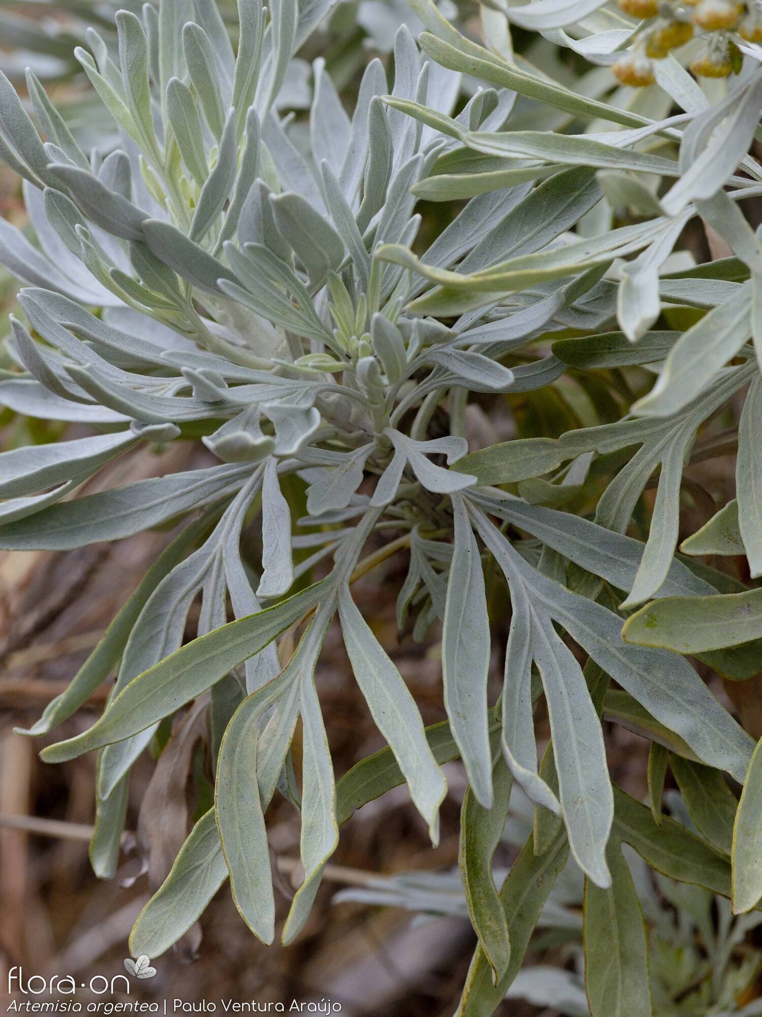 Artemisia argentea - Folha | Paulo Ventura Araújo; CC BY-NC 4.0