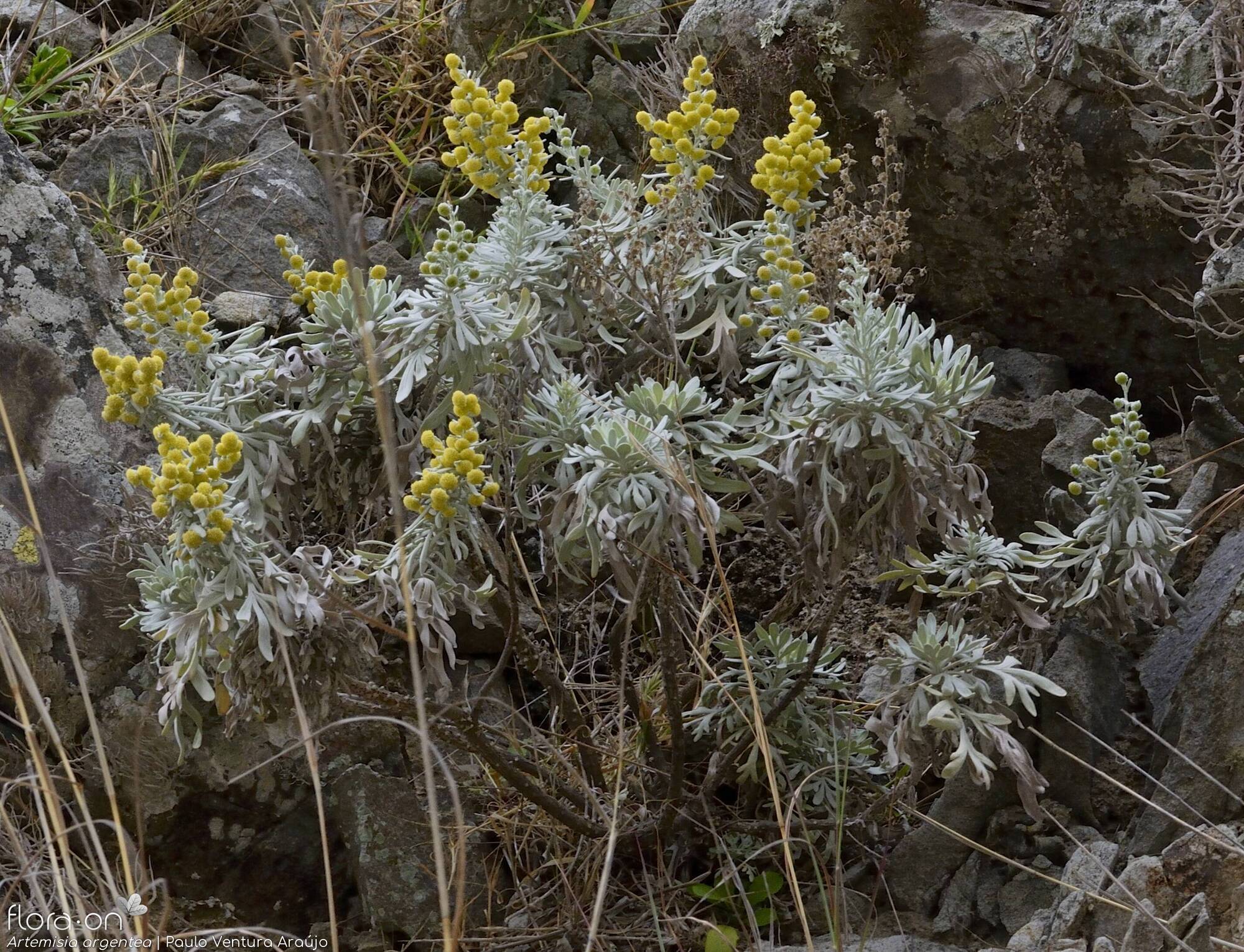 Artemisia argentea - Hábito | Paulo Ventura Araújo; CC BY-NC 4.0