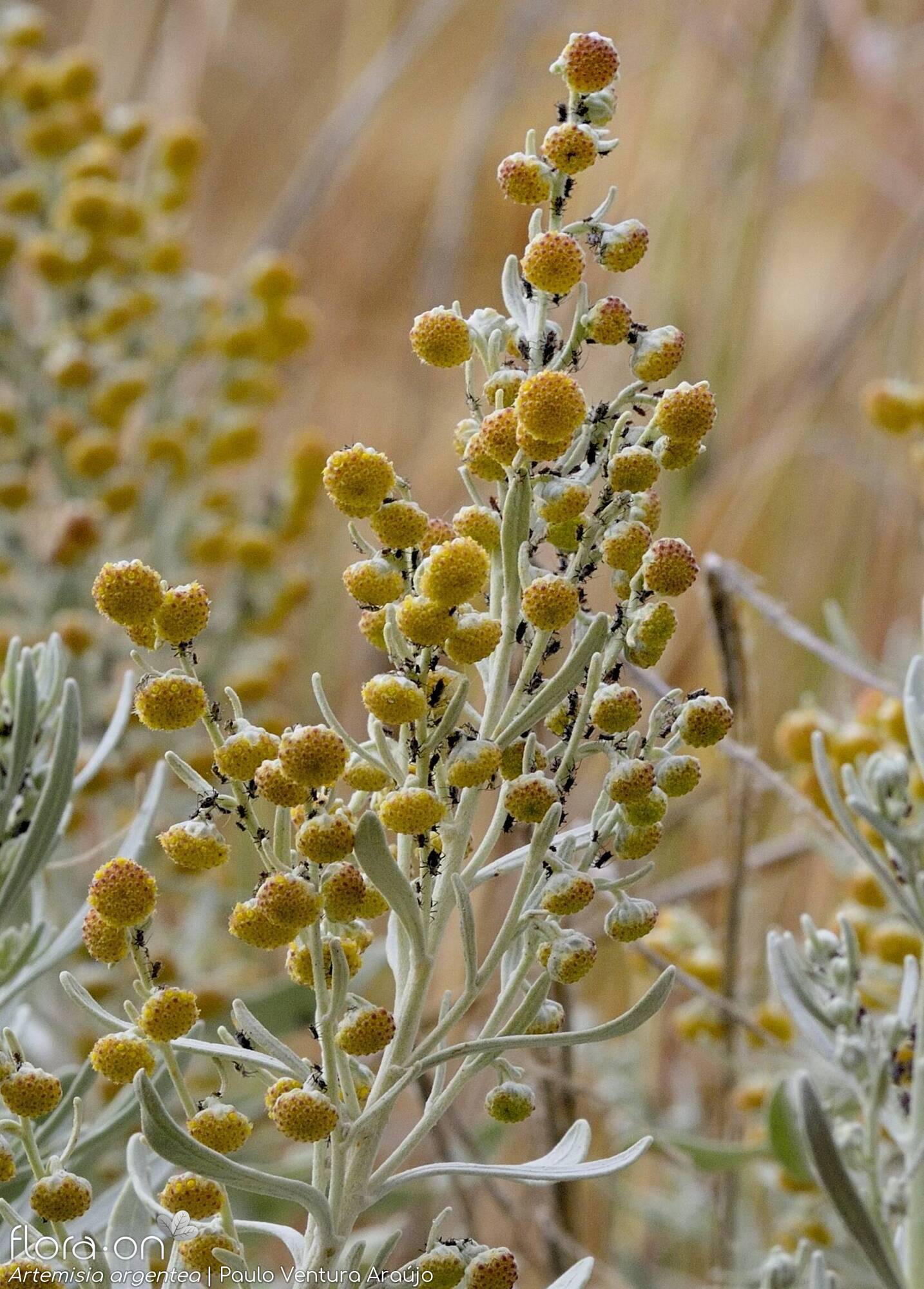 Artemisia argentea - Flor (geral) | Paulo Ventura Araújo; CC BY-NC 4.0