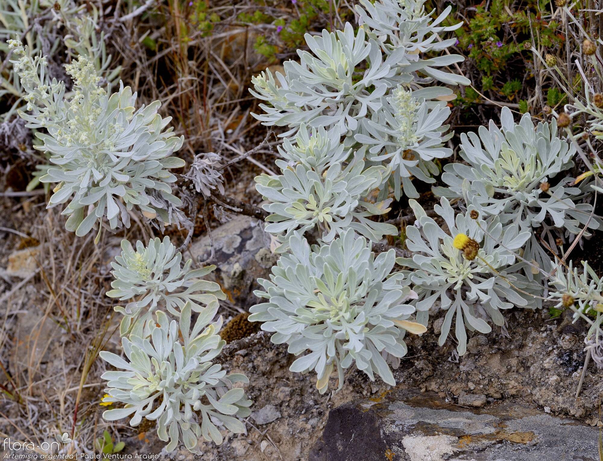 Artemisia argentea - Folha (geral) | Paulo Ventura Araújo; CC BY-NC 4.0