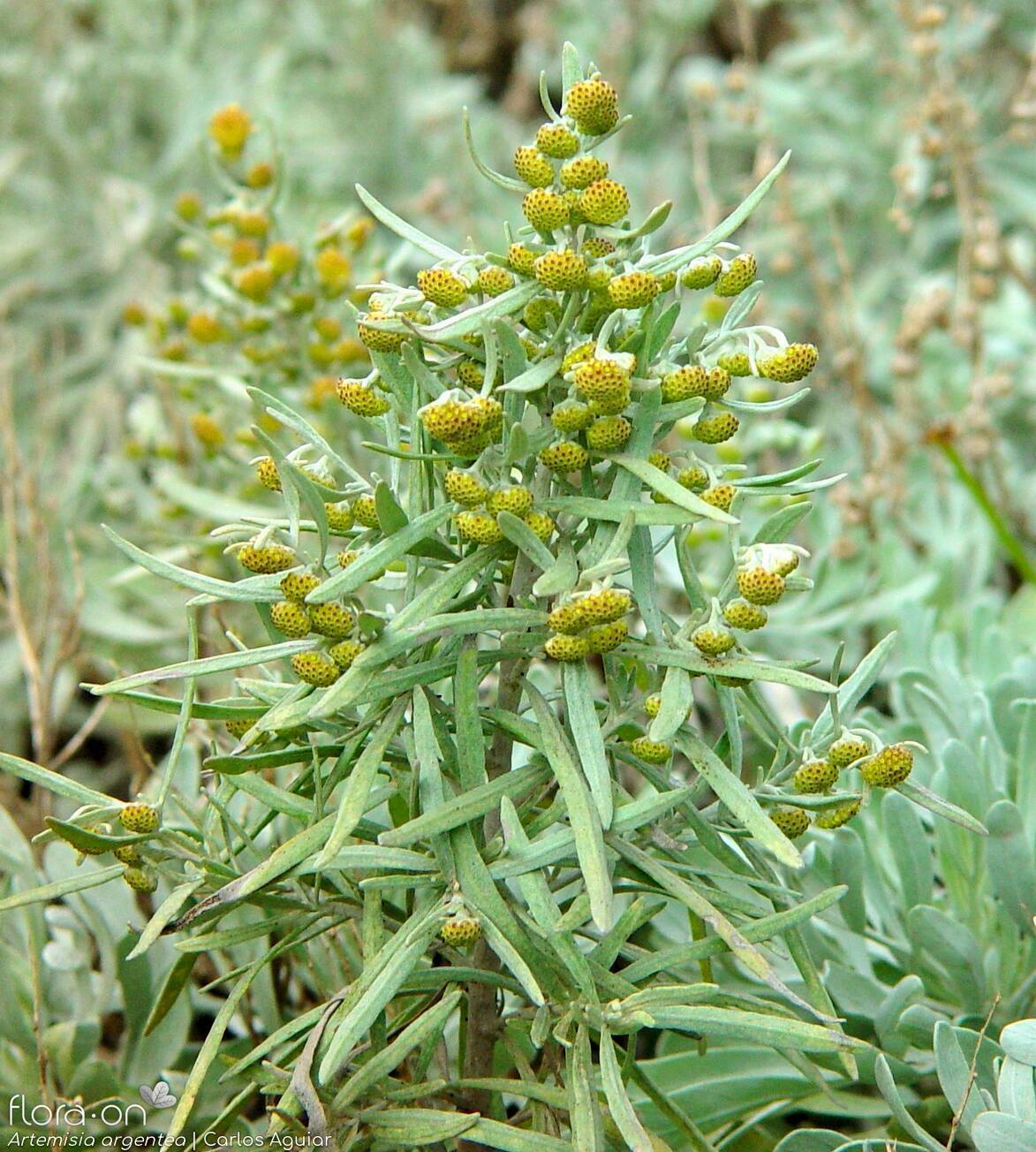 Artemisia argentea - Flor (geral) | Carlos Aguiar; CC BY-NC 4.0