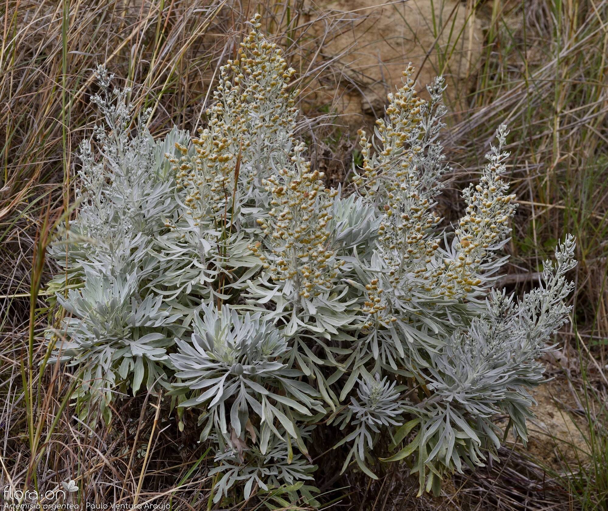 Artemisia argentea - Hábito | Paulo Ventura Araújo; CC BY-NC 4.0