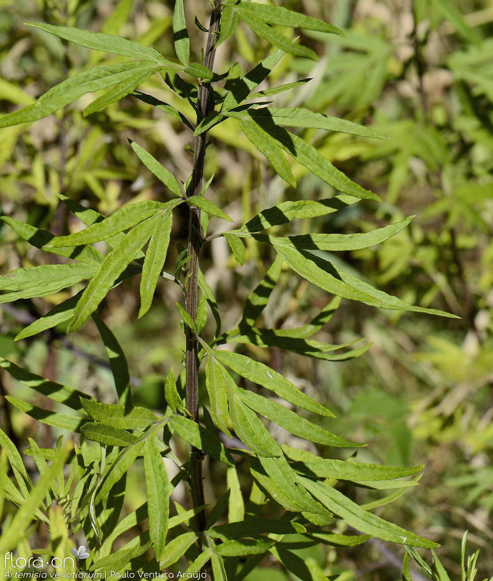 Artemisia verlotiorum - Folha | Paulo Ventura Araújo; CC BY-NC 4.0