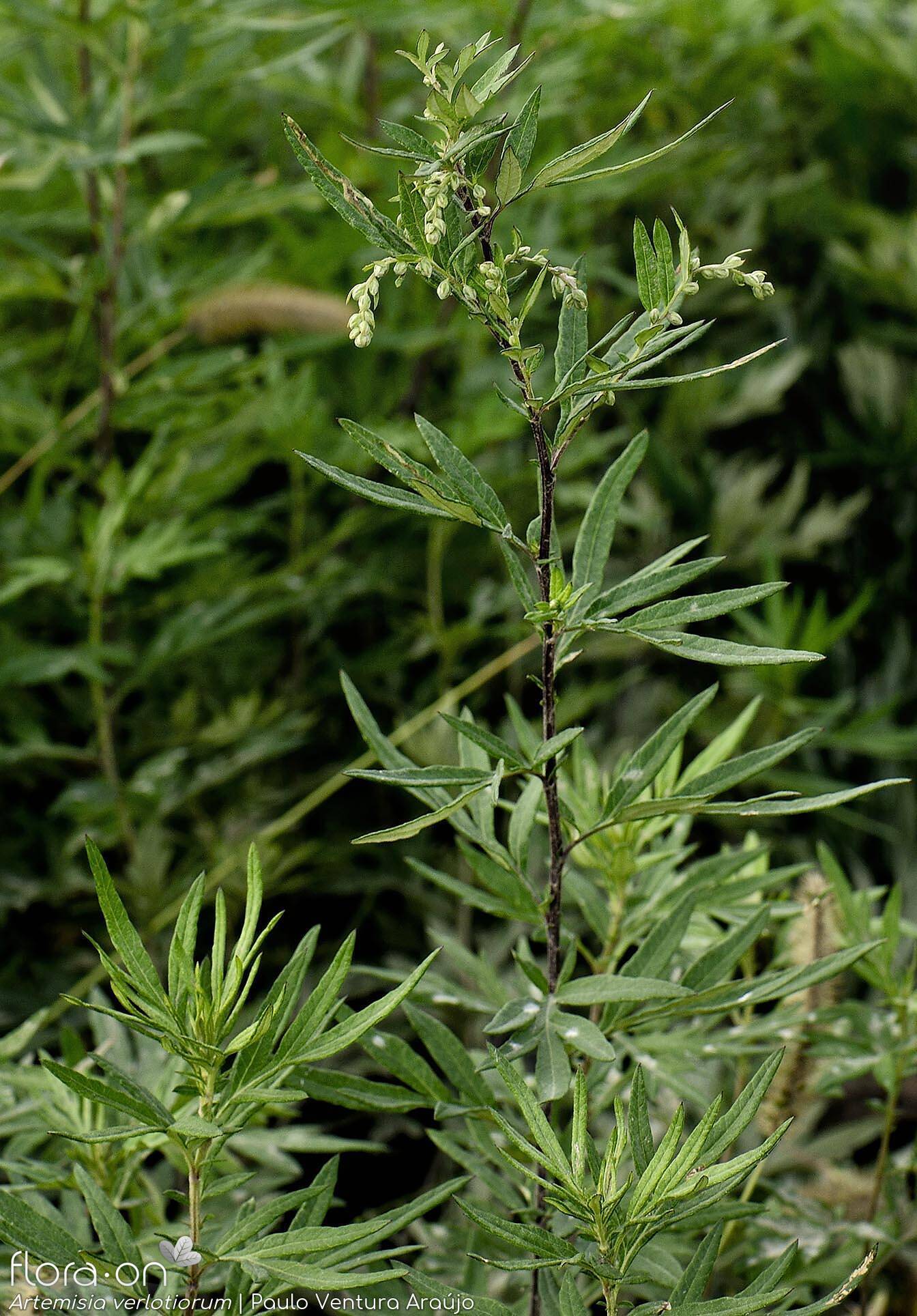 Artemisia verlotiorum - Hábito | Paulo Ventura Araújo; CC BY-NC 4.0