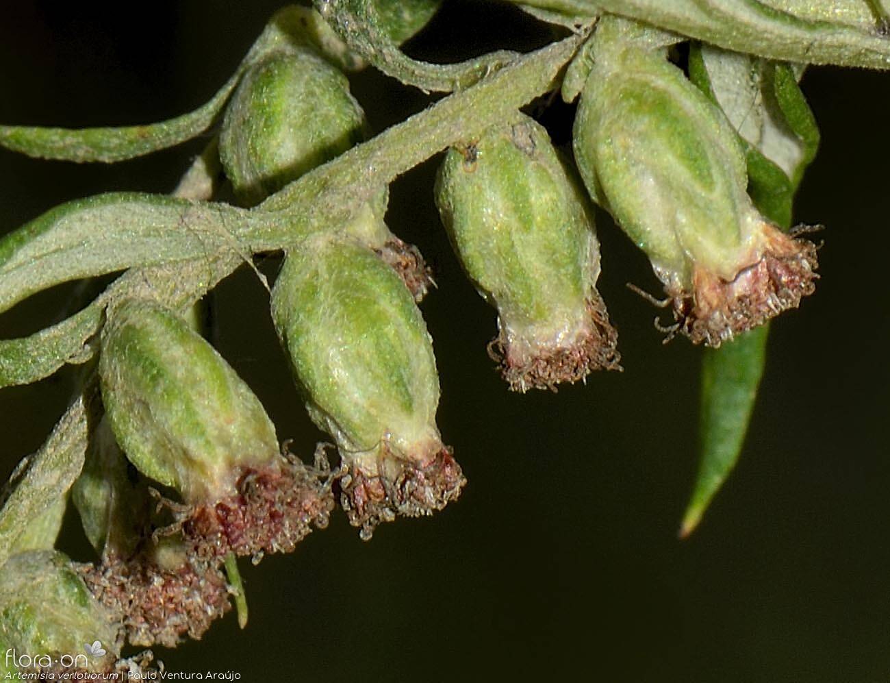 Artemisia verlotiorum - Capítulo | Paulo Ventura Araújo; CC BY-NC 4.0