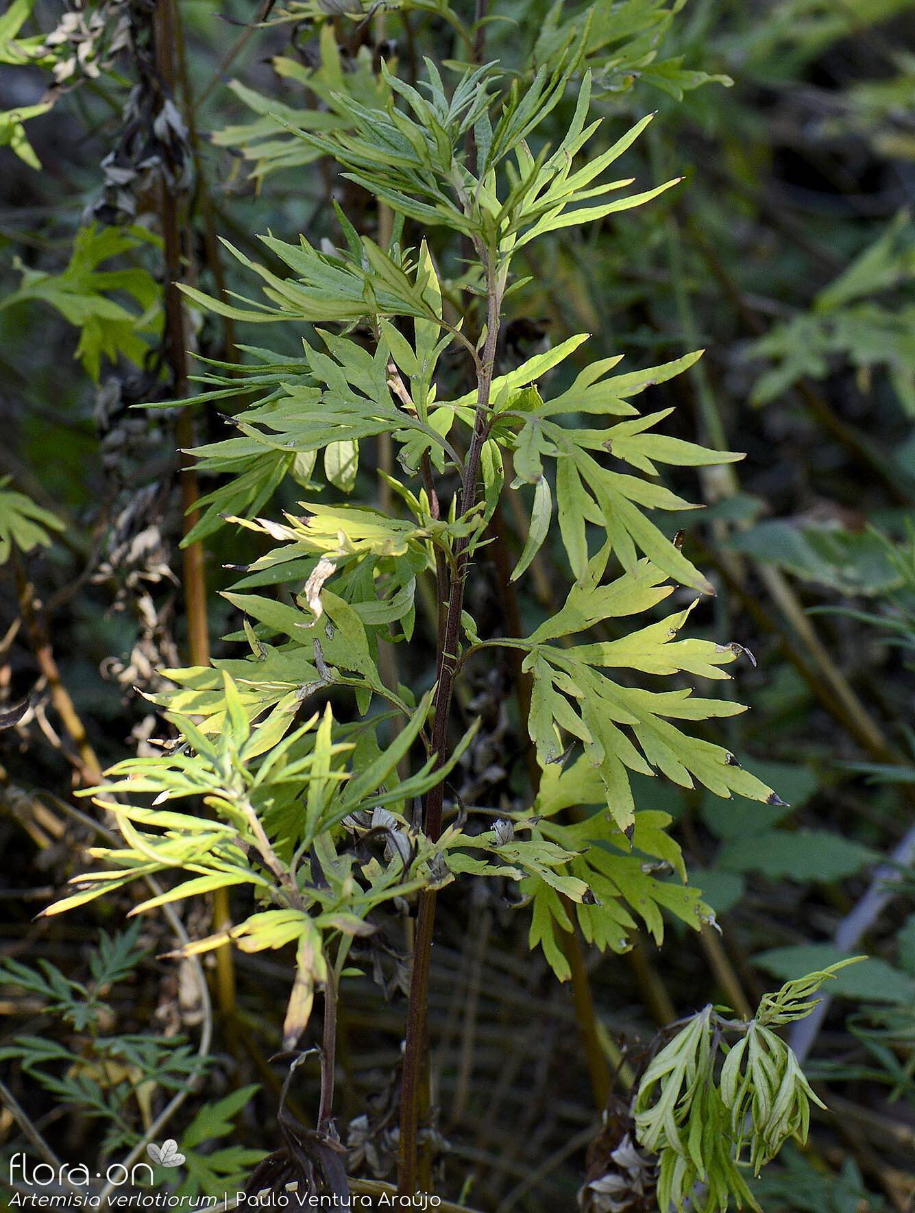 Artemisia verlotiorum - Folha (geral) | Paulo Ventura Araújo; CC BY-NC 4.0