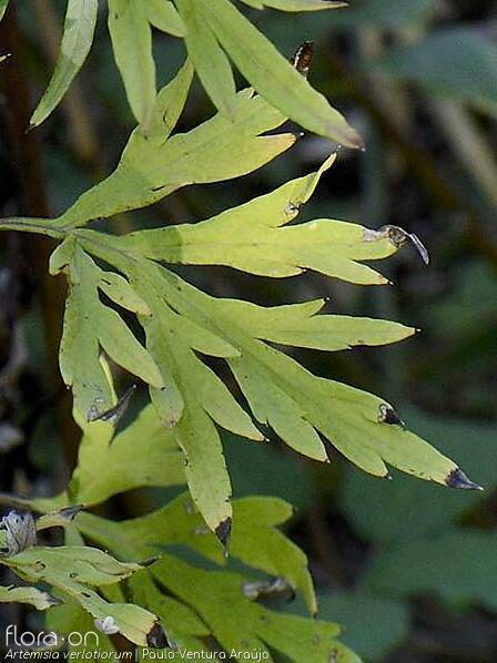 Artemisia verlotiorum - Folha | Paulo Ventura Araújo; CC BY-NC 4.0