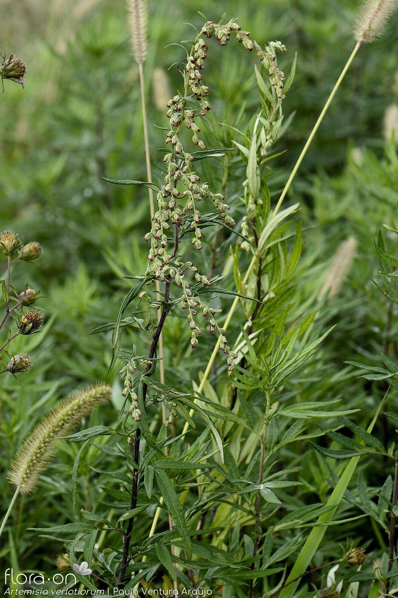 Artemisia verlotiorum - Hábito | Paulo Ventura Araújo; CC BY-NC 4.0