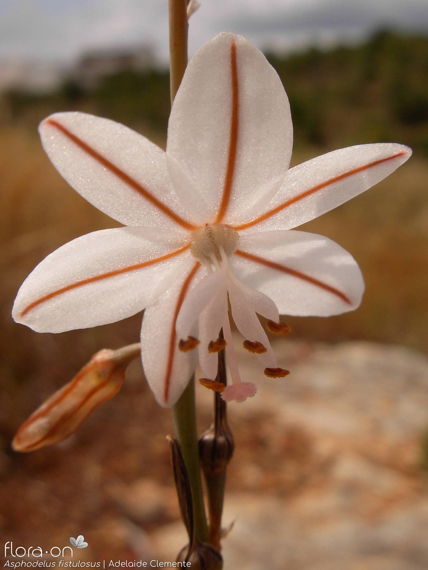 Asphodelus fistulosus - Flor (close-up) | Adelaide Clemente; CC BY-NC 4.0