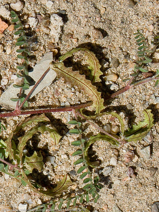Astragalus pelecinus pelecinus - Fruto | Miguel Porto; CC BY-NC 4.0