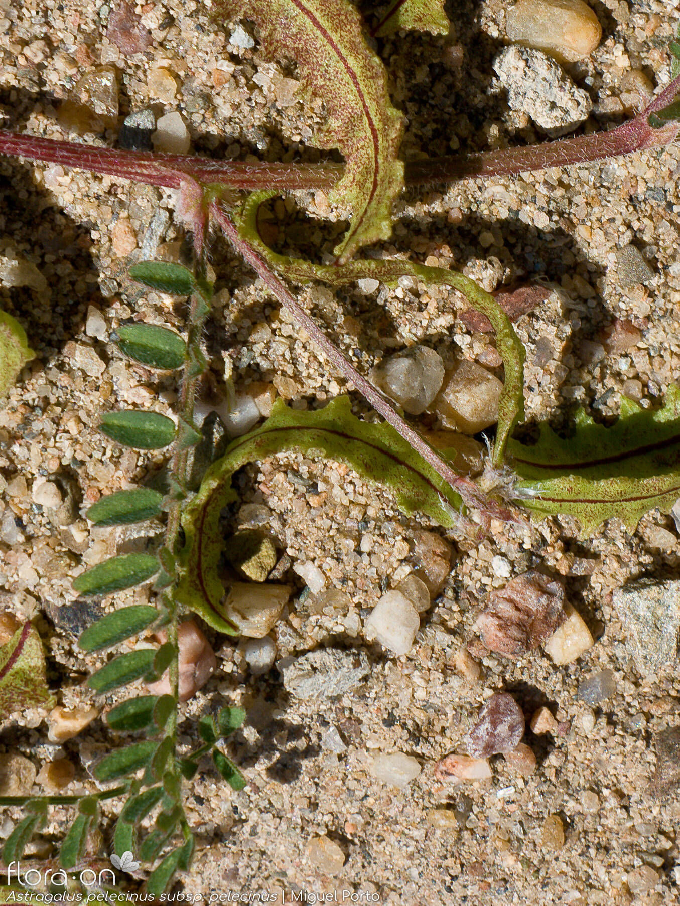 Astragalus pelecinus pelecinus - Fruto | Miguel Porto; CC BY-NC 4.0