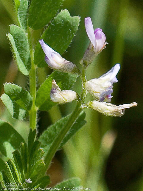 Astragalus pelecinus pelecinus - Flor (close-up) | Ana Júlia Pereira; CC BY-NC 4.0