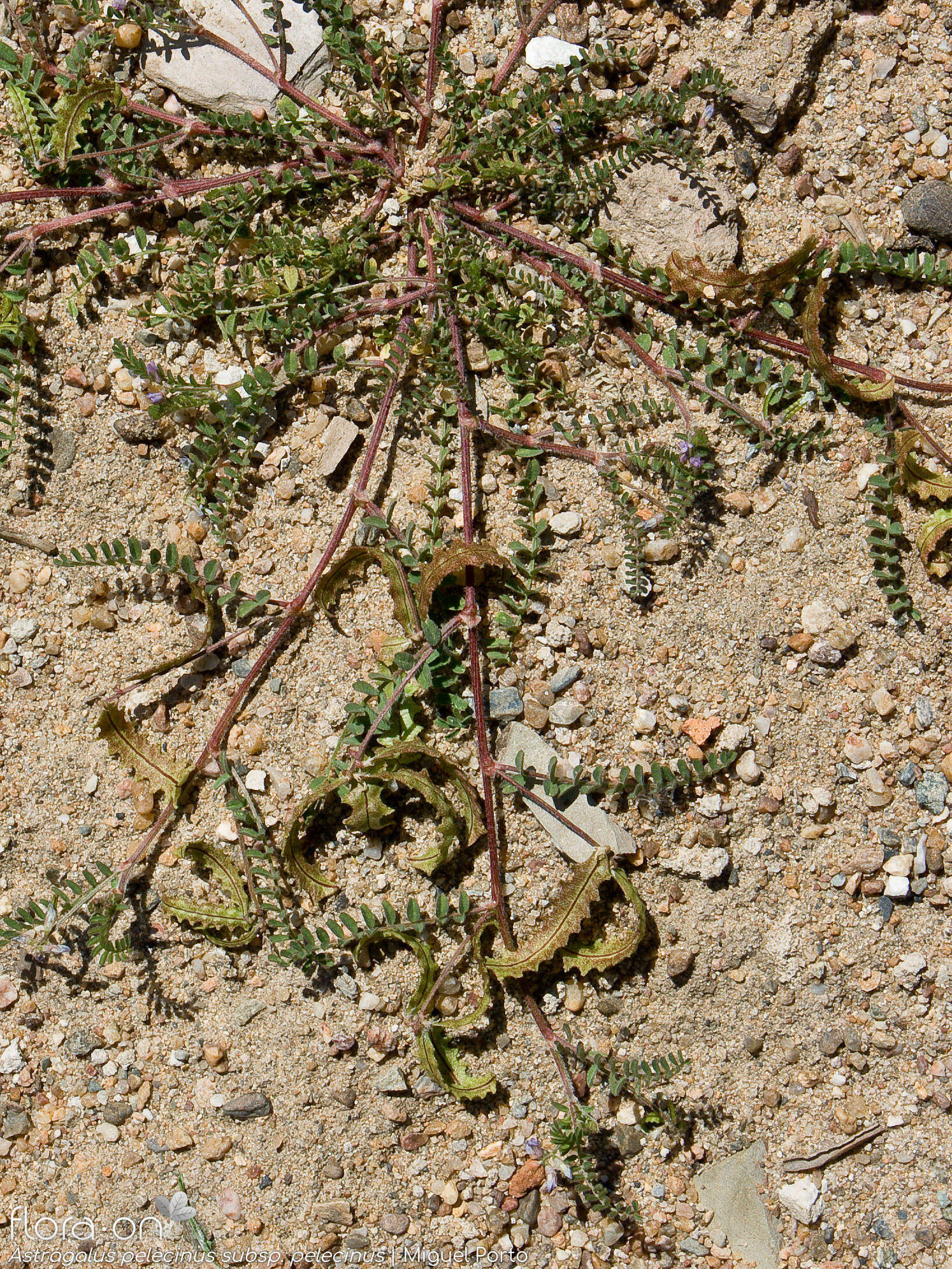 Astragalus pelecinus pelecinus - Hábito | Miguel Porto; CC BY-NC 4.0