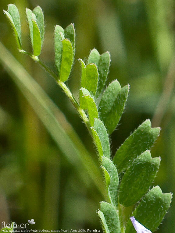 Astragalus pelecinus pelecinus - Folha | Ana Júlia Pereira; CC BY-NC 4.0