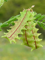 Astragalus pelecinus