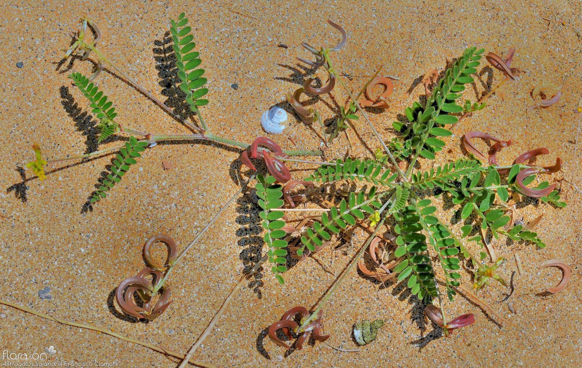 Astragalus solandri - Hábito | Francisco Clamote; CC BY-NC 4.0