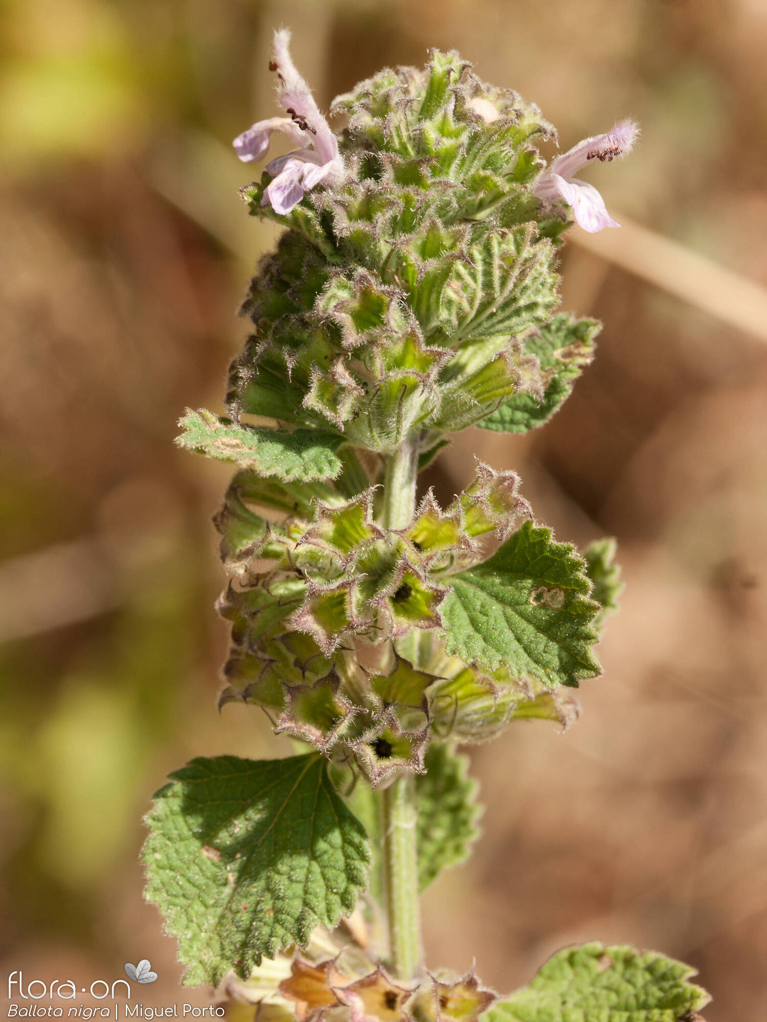 Ballota nigra - Flor (geral) | Miguel Porto; CC BY-NC 4.0