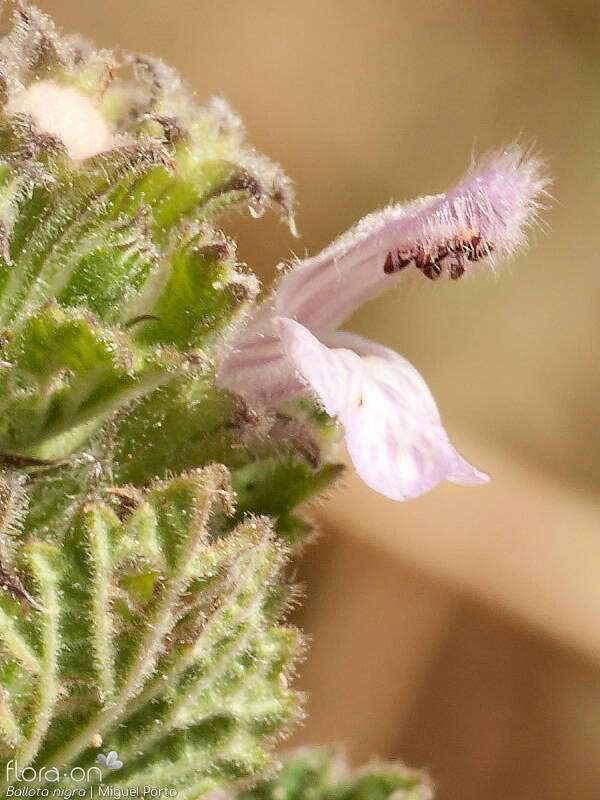 Ballota nigra - Flor (close-up) | Miguel Porto; CC BY-NC 4.0