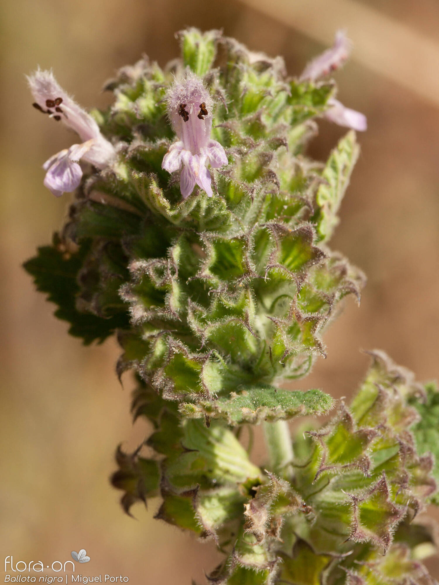 Ballota nigra - Flor (geral) | Miguel Porto; CC BY-NC 4.0