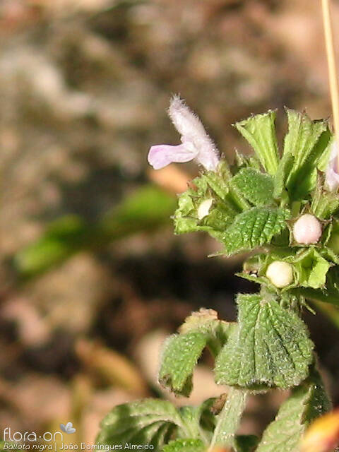 Ballota nigra - Flor (close-up) | João Domingues Almeida; CC BY-NC 4.0