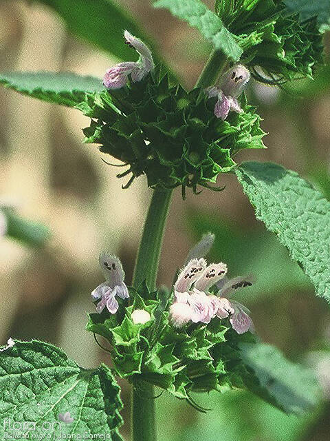 Ballota nigra - Flor (geral) | Joana Camejo; CC BY-NC 4.0