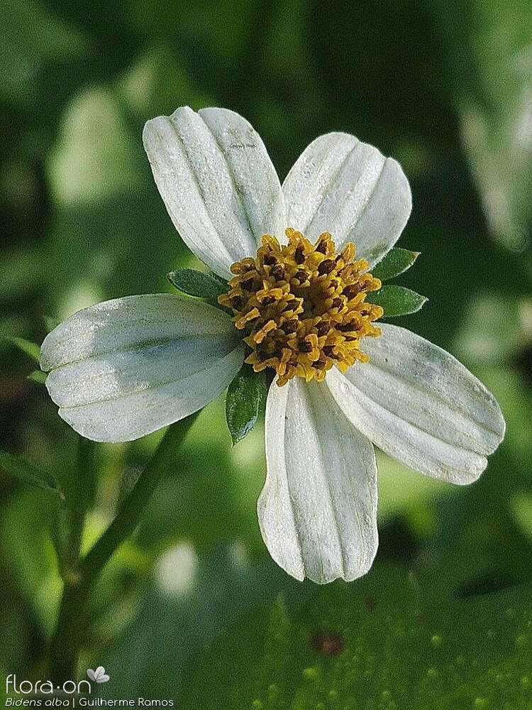 Bidens alba