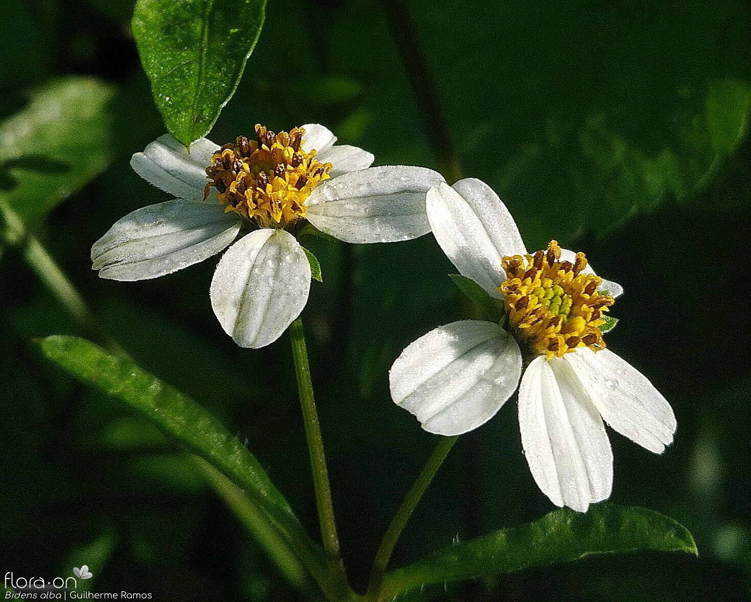 Bidens pilosa-(2) - Flor (geral) | Guilherme Ramos; CC BY-NC 4.0