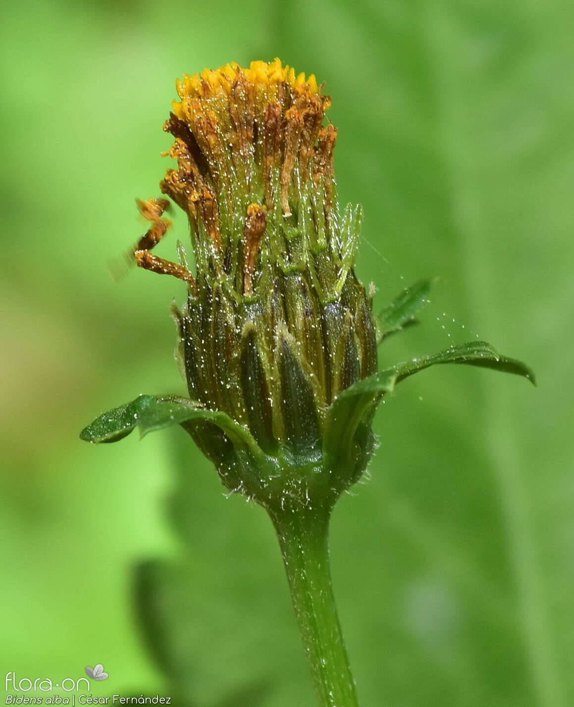 Bidens pilosa-(2) - Capítulo | César Fernández; CC BY-NC 4.0
