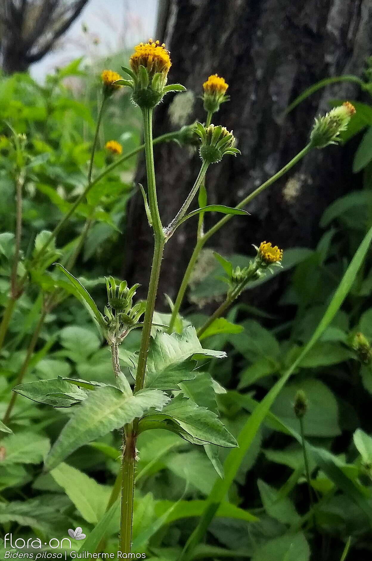 Bidens pilosa-(2) - Flor (geral) | Guilherme Ramos; CC BY-NC 4.0