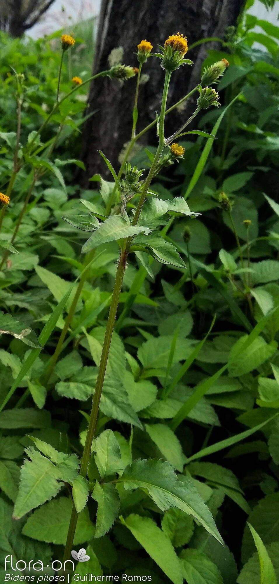 Bidens pilosa-(2) - Hábito | Guilherme Ramos; CC BY-NC 4.0