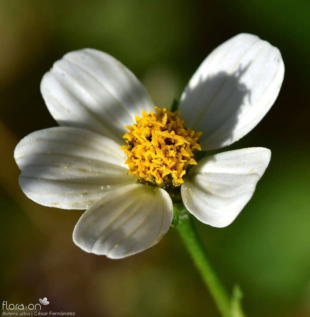 Bidens pilosa-(2) - Capítulo | César Fernández; CC BY-NC 4.0