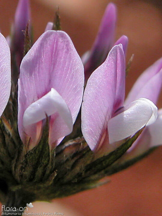 Bituminaria bituminosa - Flor (close-up) | Pedro Pinho; CC BY-NC 4.0